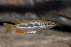 Exquisite Rainbowfish photo 1