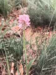 Neotinea tridentata tridentata