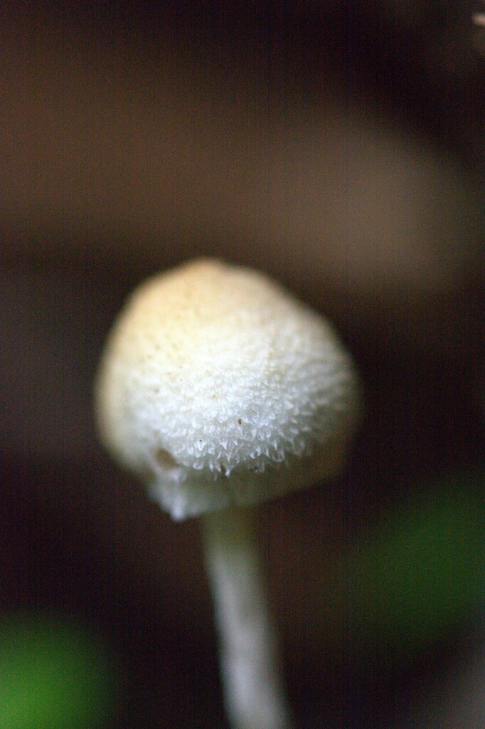 Tympanella galanthina · October 2025 · photo: © juliette_f (iNaturalist, cc-by)