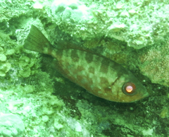 Heteropriacanthus cruentatus