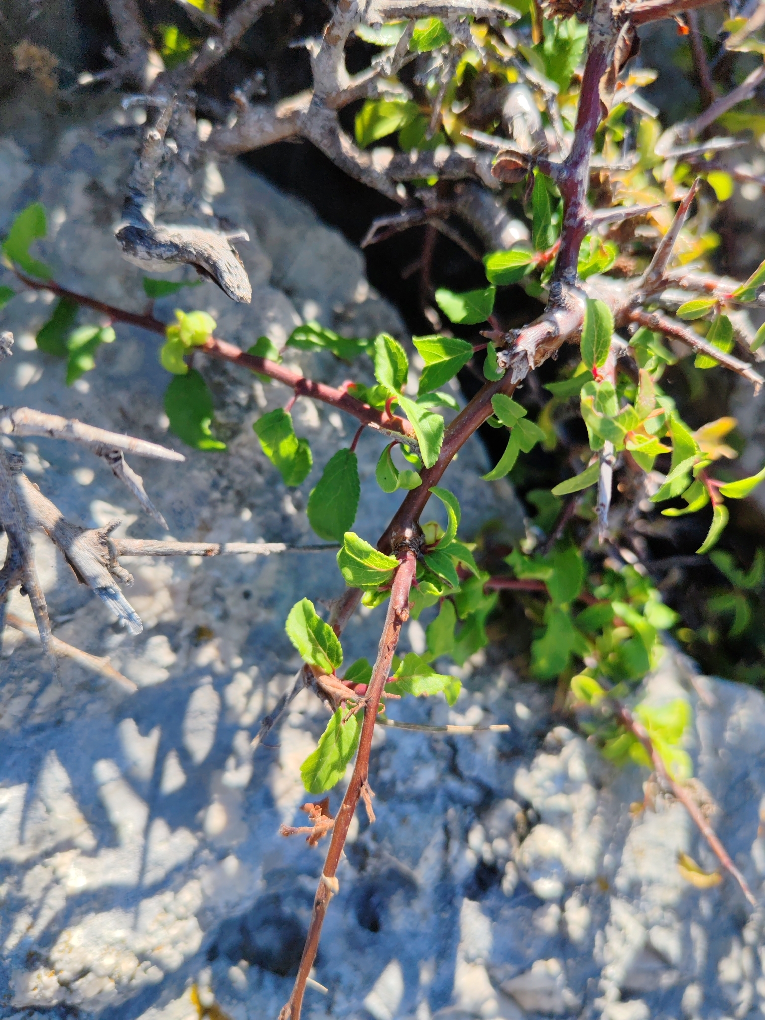Rhamnus ×