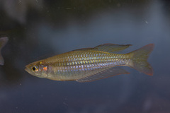 Exquisite Rainbowfish photo 2