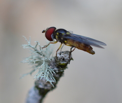 Ocyptamus antiphates