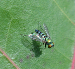 Condylostylus pruinosus