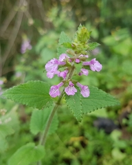 Stachys gilliesii