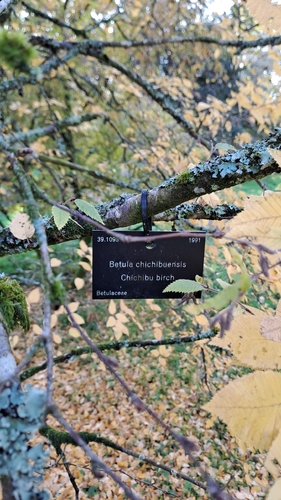 Betula chichibuensis iNat (1)