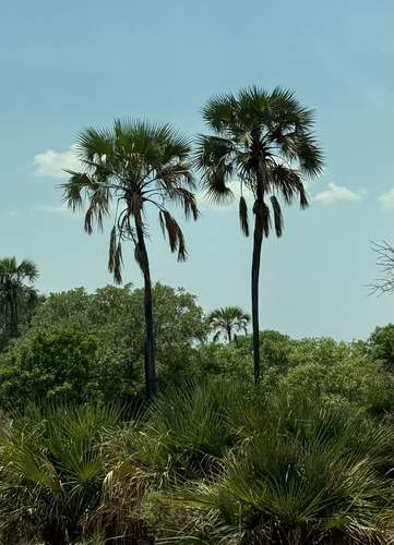Makalani Palm