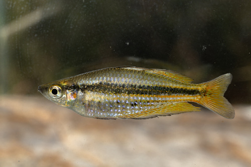 Australian rainbowfish (Melanotaenia australis) — Melanotaeniidae