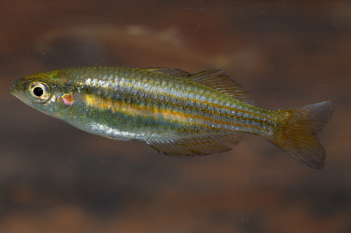 Australian rainbowfish (Melanotaenia australis) — Melanotaeniidae — 4