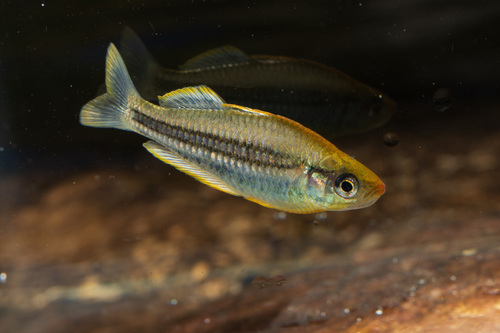 Pygmy rainbowfish (Melanotaenia pygmaea) — Melanotaeniidae