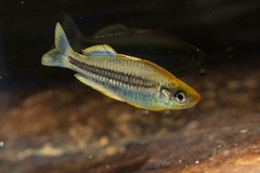Pygmy Rainbowfish photo 2