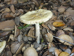 Amanita phalloides