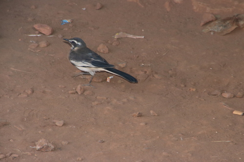 African Pied Wagtail