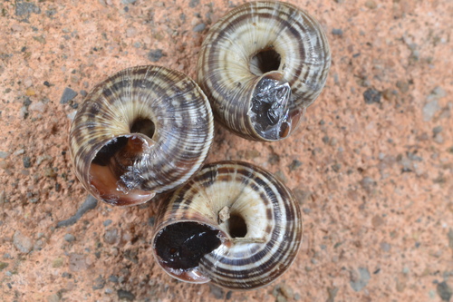 Maritime Garden Snail