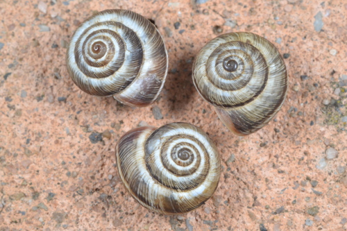 Maritime Garden Snail, 07150 Vallon-Pont-d'Arc, France, photo 8 of 10