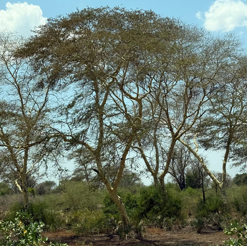 fever tree