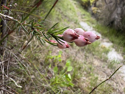 Silky Heath (Erica holosericea)