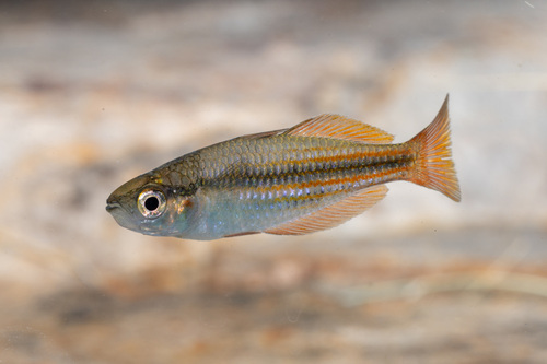 Australian rainbowfish (Melanotaenia australis) — Melanotaeniidae — 3