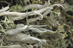 Thamnolia vermicularis vermicularis