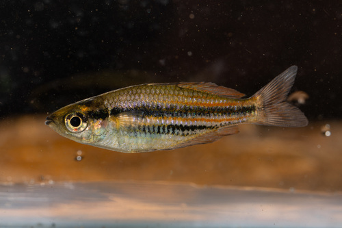 Australian rainbowfish (Melanotaenia australis) — Melanotaeniidae — 5