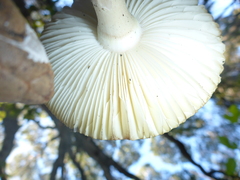 Amanita phalloides