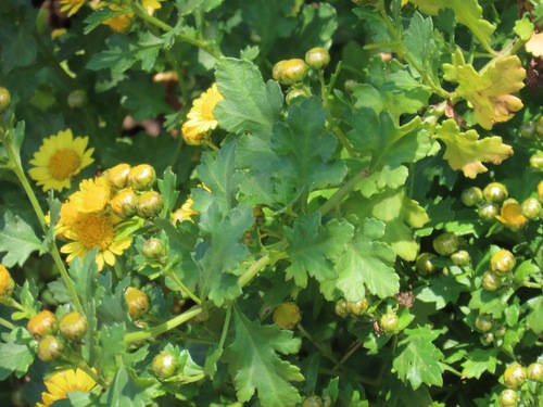 Chrysanthemum indicum