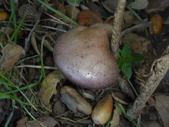 Lepista nuda