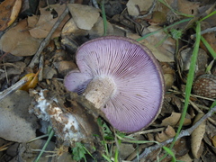 Lepista nuda