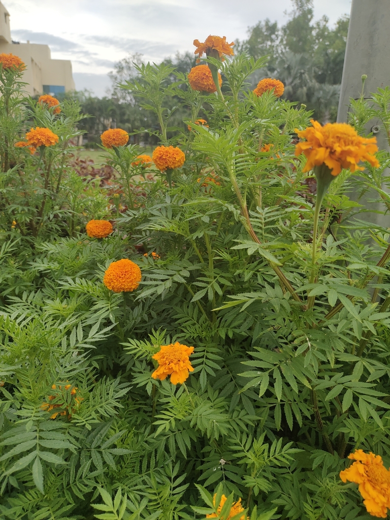 Tagetes