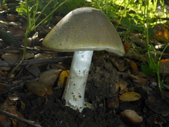 Amanita phalloides