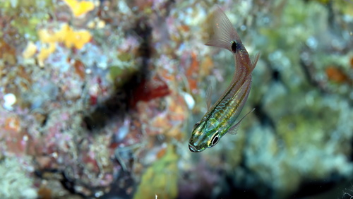 Fransseda's cardinalfish (Ostorhinchus franssedai) — Apogonidae — 5
