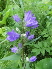 Campanula trachelium