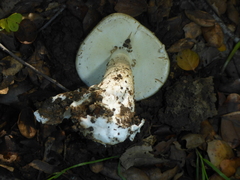Amanita phalloides