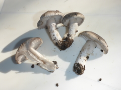 Tricholoma terreum