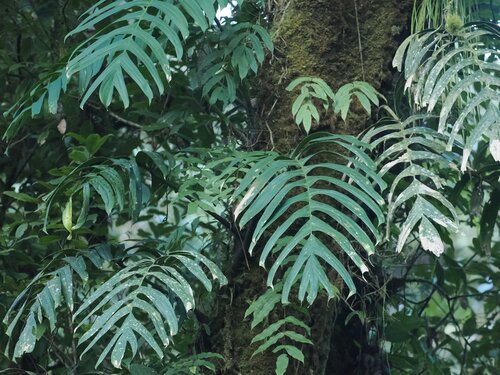 Rhaphidophora decursiva