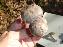 Tricholoma terreum