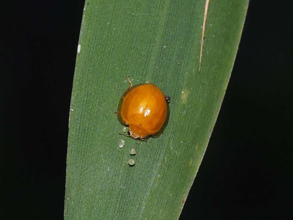 Micraspis pusillus