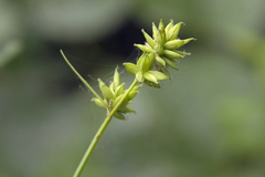 Carex pseudololiacea