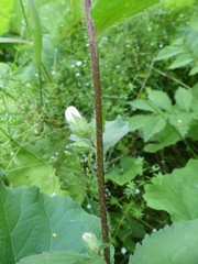Campanula trachelium