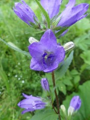 Campanula trachelium
