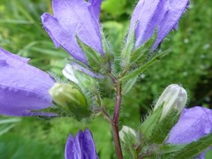 Campanula trachelium