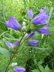 Campanula trachelium