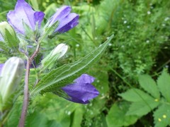 Campanula trachelium