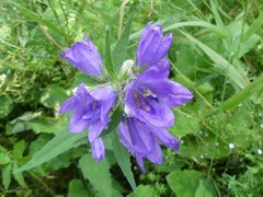 Campanula trachelium