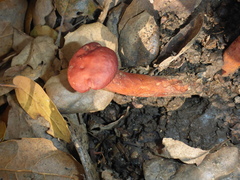 Lactarius rufulus