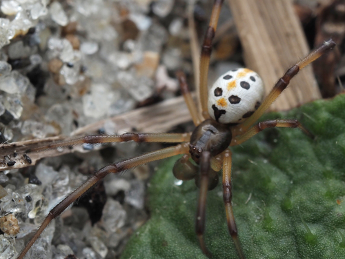 Photo of Katipō (Latrodectus katipo)