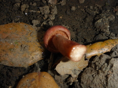 Lactarius rufulus