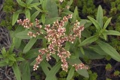 Koenigia tripterocarpa