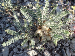 Astragalus testiculatus