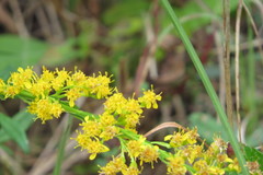 Solidago virgata